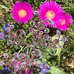 Stazzo Mit Garten In By Interhome Luogosanto