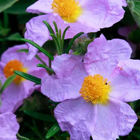Stazzo Mit Garten In By Interhome 펜션 루오고산토