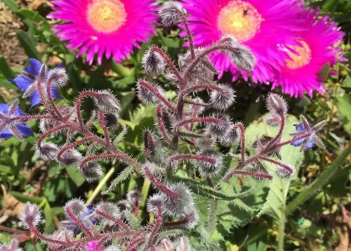 Stazzo Mit Garten In By Interhome Luogosanto