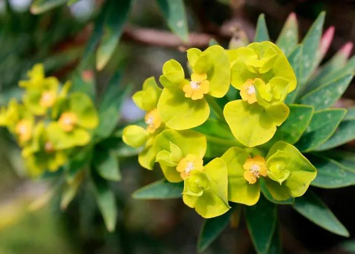 Сasa de vacaciones Stazzo Mit Garten In By Interhome