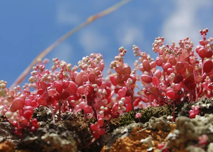 Stazzo Mit Garten In By Interhome *