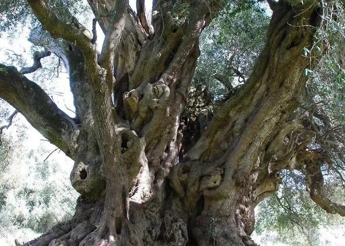 Stazzo Mit Garten In By Interhome